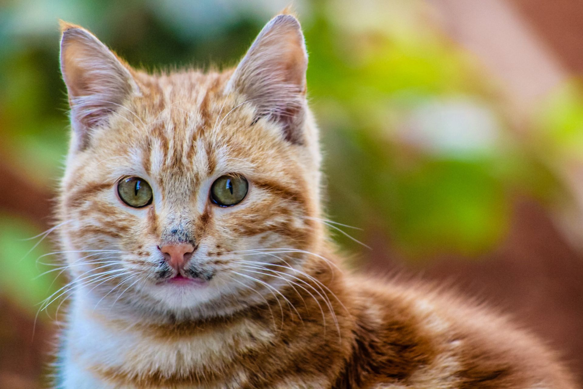 Wake Forest, NC Veterinary Services Wake Forest Animal