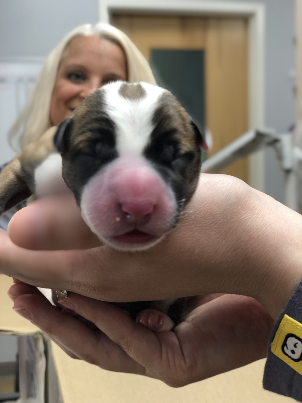 vet holding newborn puppy