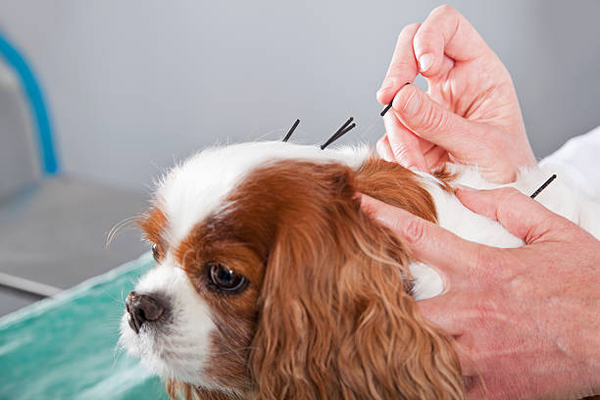 Pet-Acupuncture