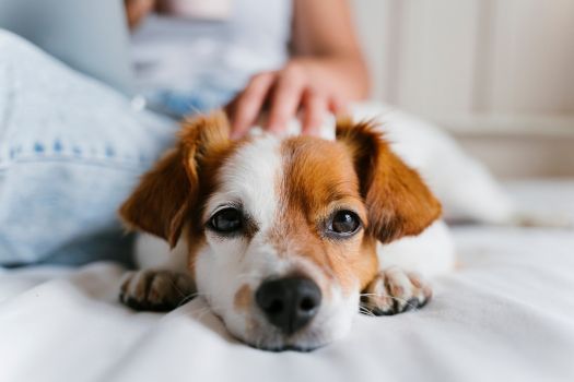 A dog resting on a bed beside a person