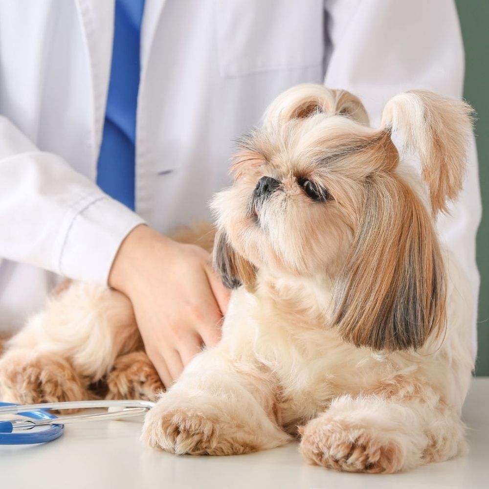 vet examining a dog